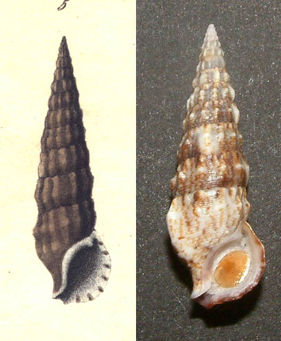 Cerithium lividulum e repandanum